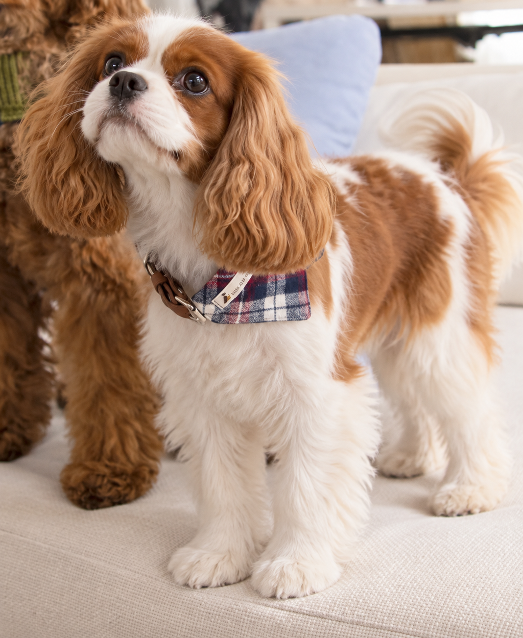 Daisy | Vegan Leather Collar & Bandana Set