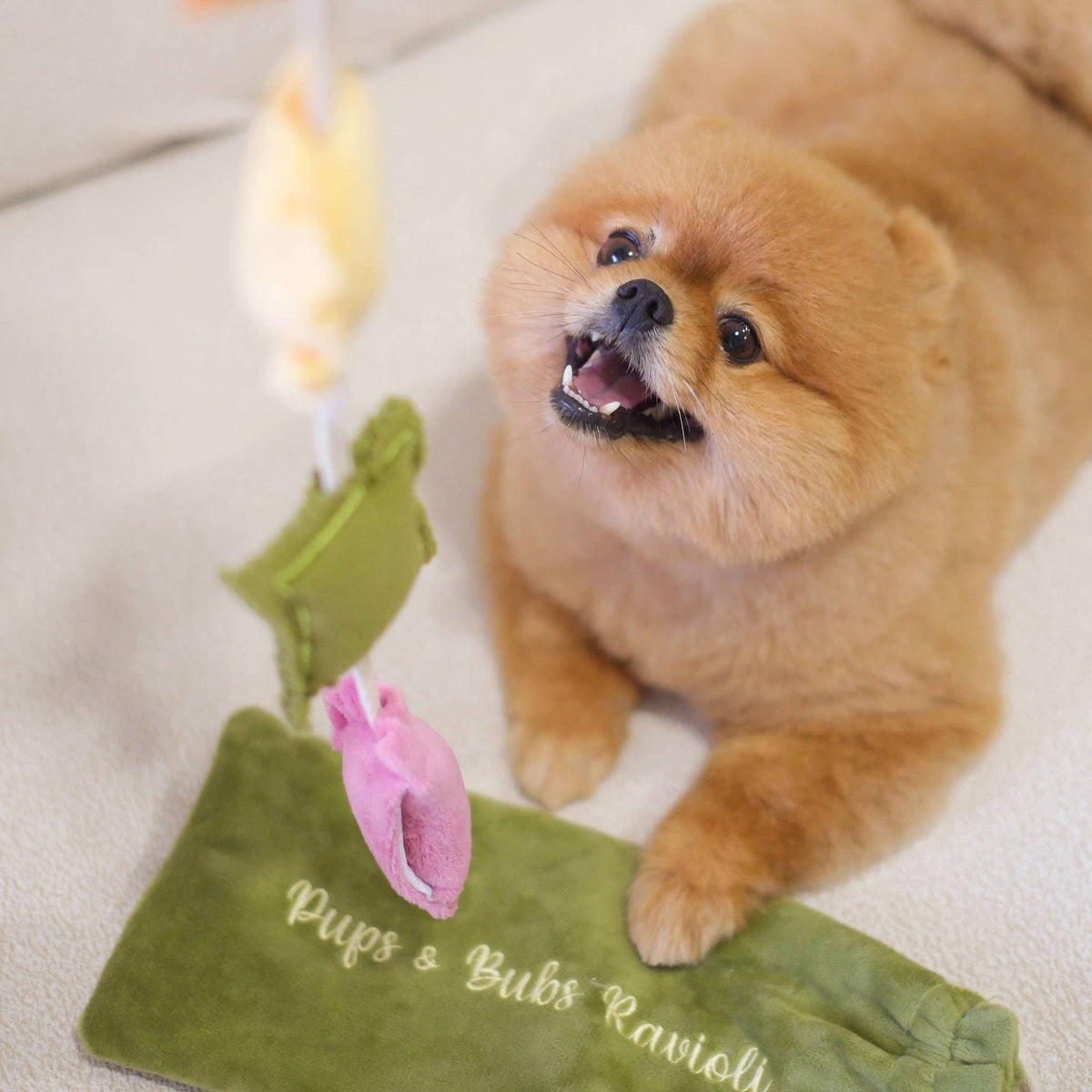 Ravioli | Nosework Enrichment Toy