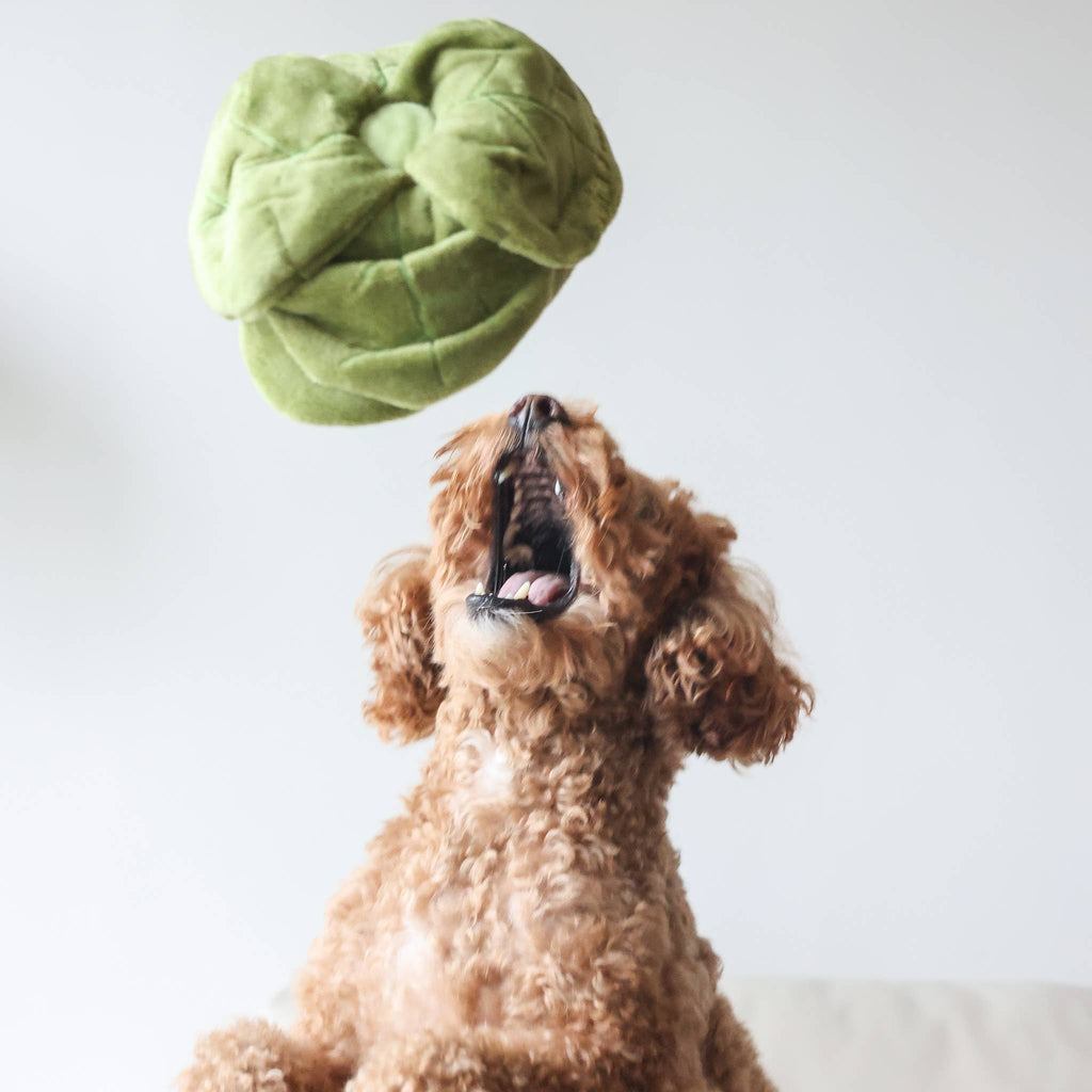 Chou | Cabbage Nosework Toy