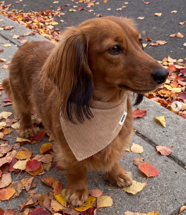 Cream | Corduroy Dog Bandana – Beige